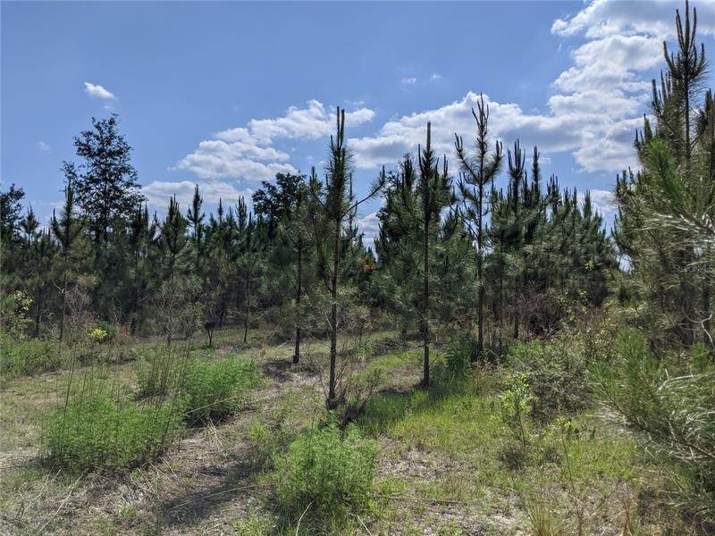 Land for Sale at 64.7 ac OFF DIXIE (NE 30TH ST) HIGHWAY High Springs, Florida 32643 United States