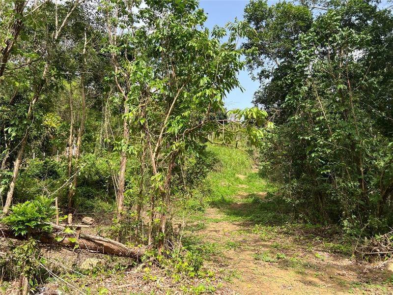 8. Land for Sale at KM 2.4 PR 186 Canovanas, 00729 Puerto Rico