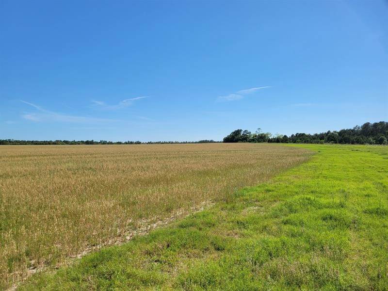 Land for Sale at Highlands @ OC 88ac E HWY 318 Fort Mc Coy, Florida 32134 United States